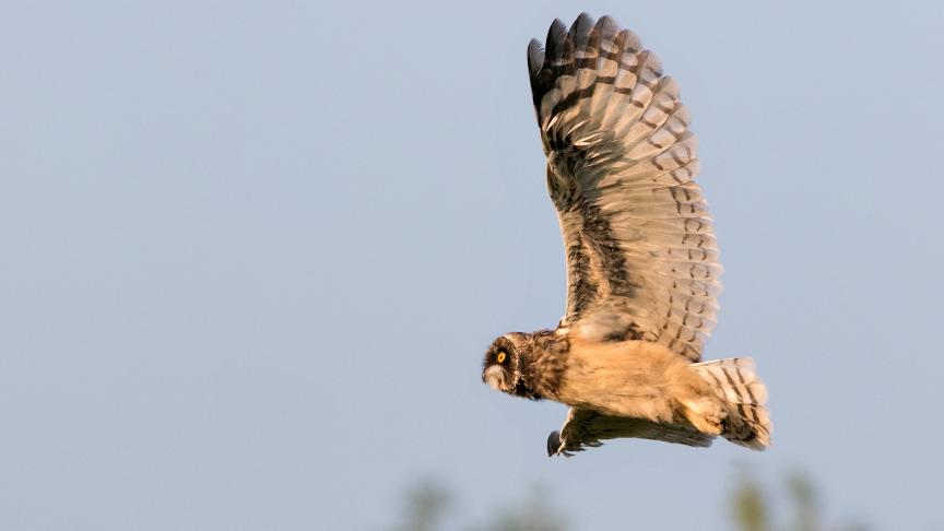 Het nest bevond zich op een gemengde grasstrook bij een landbouwer die via de beheerovereenkomsten van de VLM de aanwezige akkervogels een duwtje in de rug geeft.