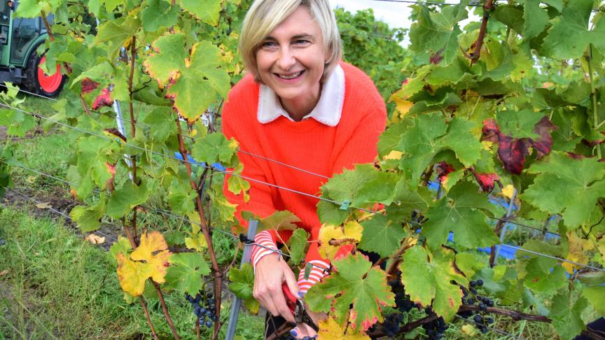 Vlaams minister Hilde Crevits ondersteunt de Belgische wijnbouw en oogstte de laatste wijndruiven op het wijndomein Waes in Zwijnaarde.