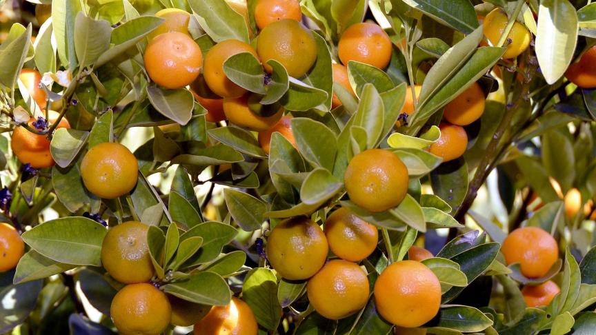 Frankijk zet een luchtbrug op voor seizoensarbeiders uit Marokko om de mandarijnenoogst op Corsica voor de ondergang te behoeden.
