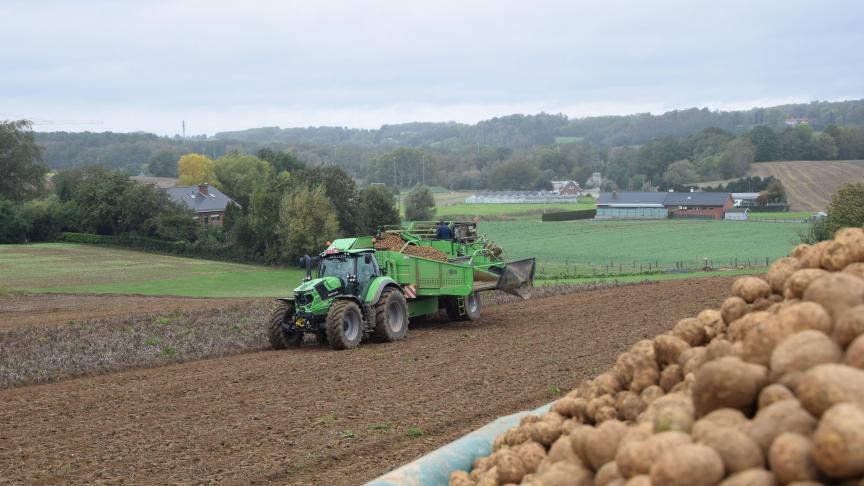 Het natte weer heeft impact op de aardappeloogst, en de bewaring.