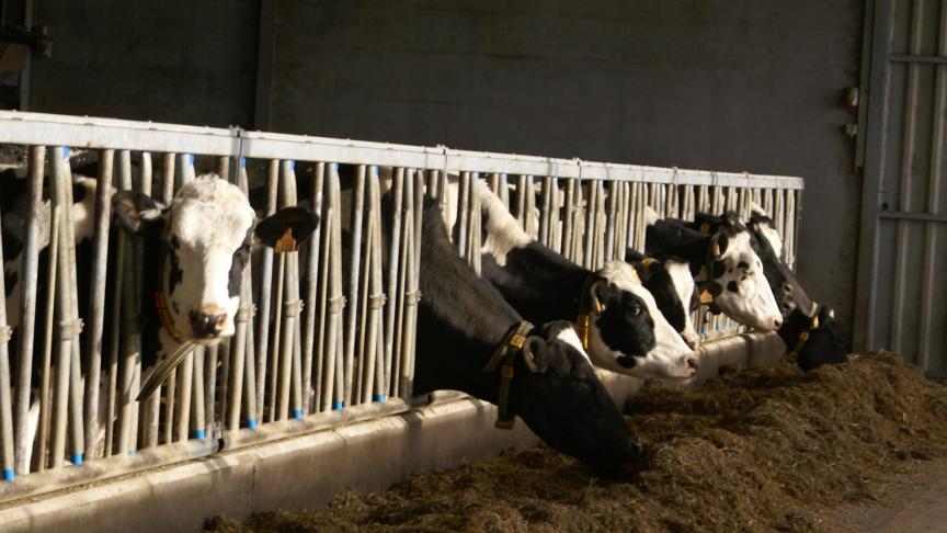Bijna alle melkveehouders in ons land zijn aangesloten op IKM.