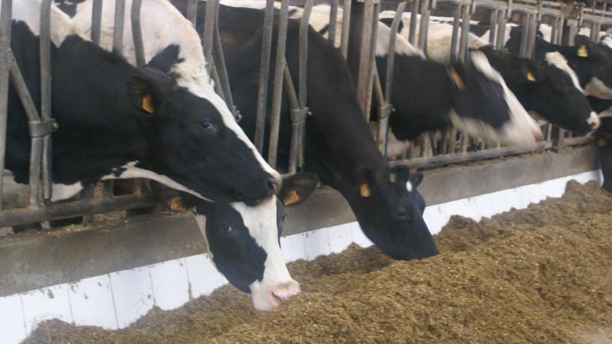 Koeien worden rustig als je tegen ze praat, aldus de onderzoekers.