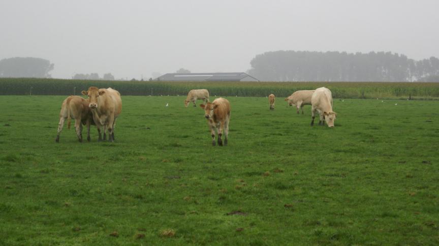 Volgens Statbel is de statistieke ballast de afgelopen jaren duidelijk verminderd, maar kan het sommige gegevens zonder een bevraging niet bijhouden.