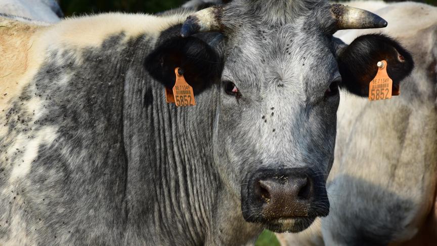 Aandeel steun in inkomen is het hoogst in de rundveehouderij.