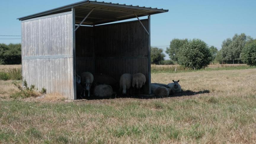 Nu al leveren veehouders belangrijke inspanningen voor de beschutting van hun dieren in extreme weersomstandigheden.