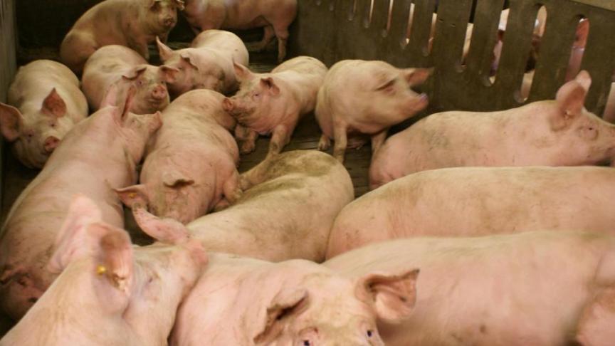 China zou de komende jaren zelf instaan voor 95
% van de totale behoefte aan varkensvlees.