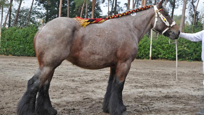 De vierjarige  Rolinde van de Grens werd in Pulderbos  provinciaal  kampioene voor  de provincie  Antwerpen.