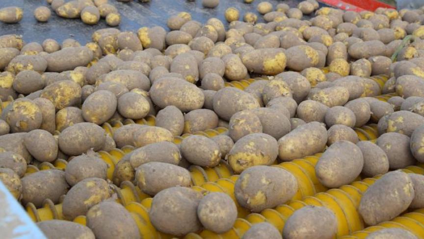 De aardappelketen kent heel veel uitdagingen, waar Belgapom de schouders onder zet.