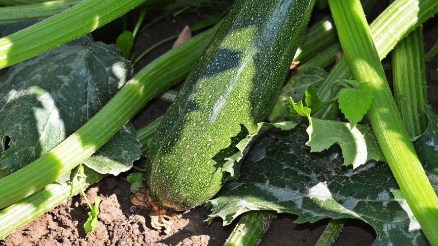 Wat ‘zuiderse’ groenten betreft, staat de teelt van courgettes in openlucht op 1.