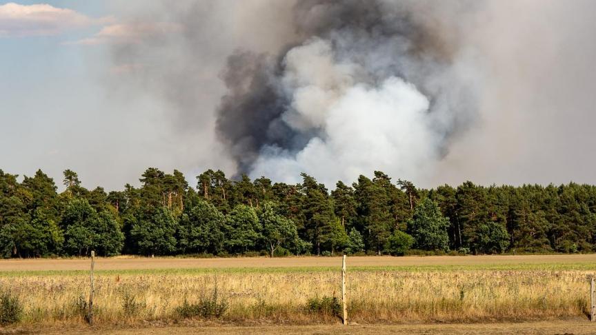 De in mei in het kader van de Europese Green Deal voorgestelde biodiversiteitsstrategie voorziet in maatregelen om de gezondheid van de Europese bossen te verbeteren en onze weerbaarheid tegen bossen te vergroten.