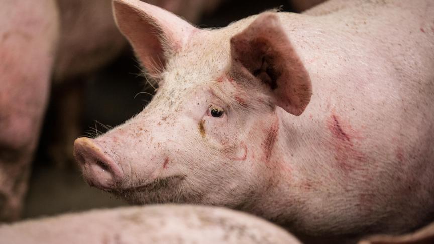 De FAO-vleesprijsindex, ook voor varkens, blijft dalen.