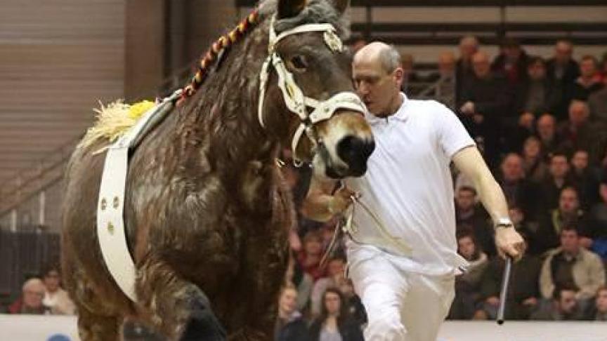 Trotteur Patrick Vinck uit Kruibeke zwevend door de piste tijdens het kampioenschap op de nationale prijskamp in Gent.