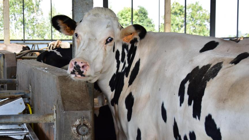 Melkveehouders streven ernaar om hun koeien 40 m³ ter beschikking te stellen.