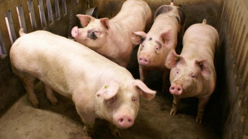 Vooral de varkenssector valt heel sterk terug na de voorbije twee recordperiodes.