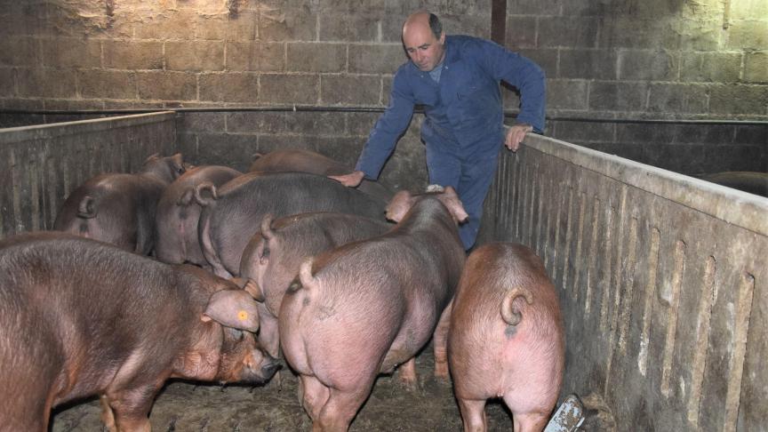 Duroc-varkens zijn robuust, maar erg rustig. De staarten worden hier niet geknipt. Ze worden afgemest tot een gewicht van 120 kg.