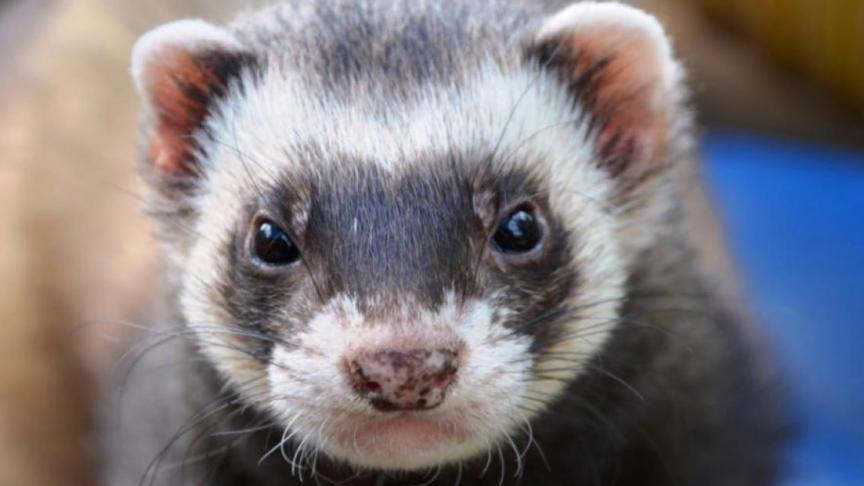 Miljoenen nertsen moesten in het Scandinavische land afgemaakt worden nadat bleek dat ze drager waren van een gemuteerd coronavirus.