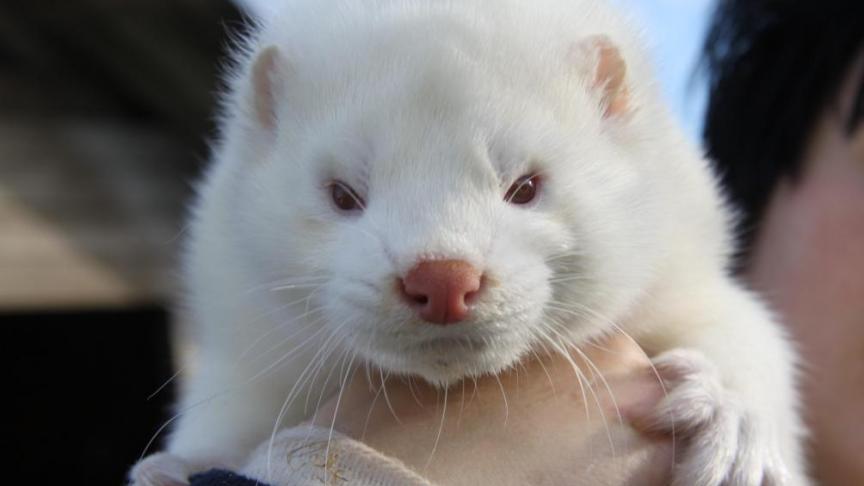 Frankrijk telt maar 4 nertsenkwekerijen, op 1 daarvan worden alle dieren geruimd.