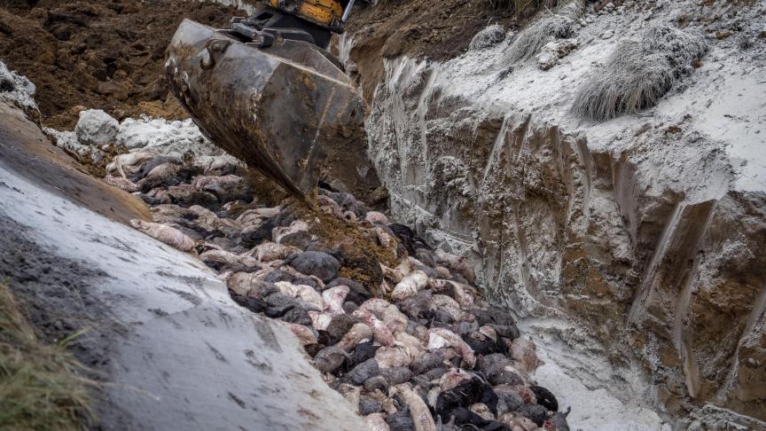 De dieren waren onder de druk van de gassen naar boven gekomen en waren slechts met een dunne laag kalk en zanderige aarde bedekt.