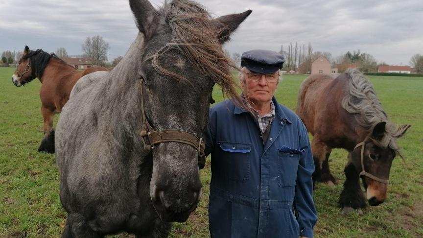 Landbouwer en loonwerker Hubert Staelens uit Assenede tussen zijn trekpaarden.