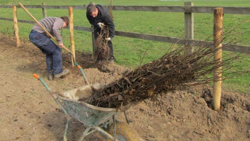 De periode december-februari is het ideale plantseizoen voor bomen en struiken.