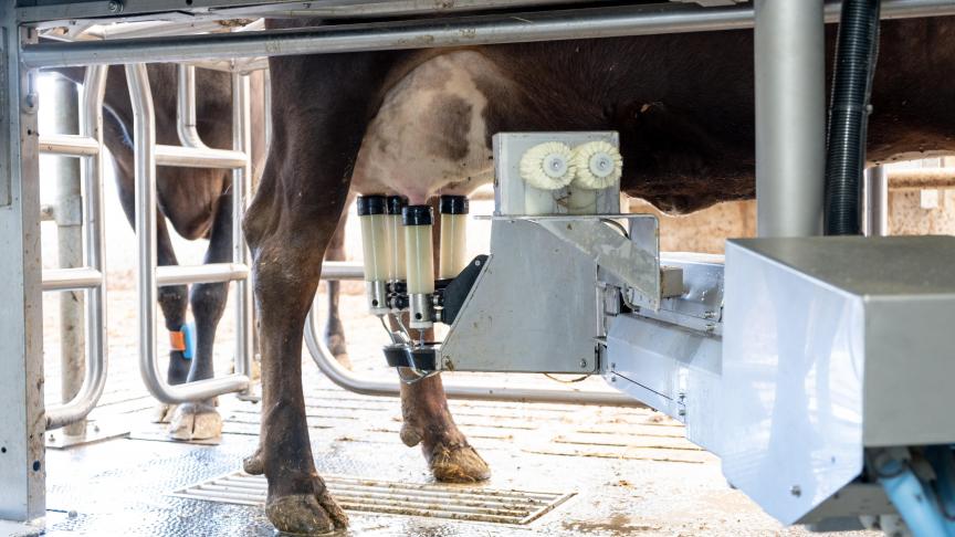 De koeien kiezen wanneer ze gemolken worden danzij de melkrobot.
