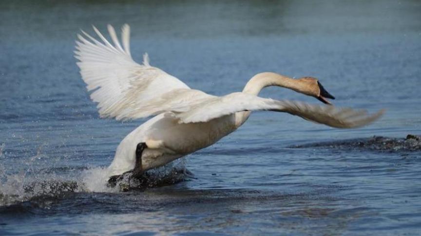 De vogelgriep wordt verspreid door overtrekkende wilde vogels.