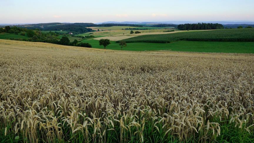 Het Europees parlement wil de 8 miljard van het EU-herstelfonds verdelen onder landbouwers, voedselproducenten en plattelandregio’s om de komende 2 jaar hun veerkrachtige, duurzame en digitale herstel te financieren.