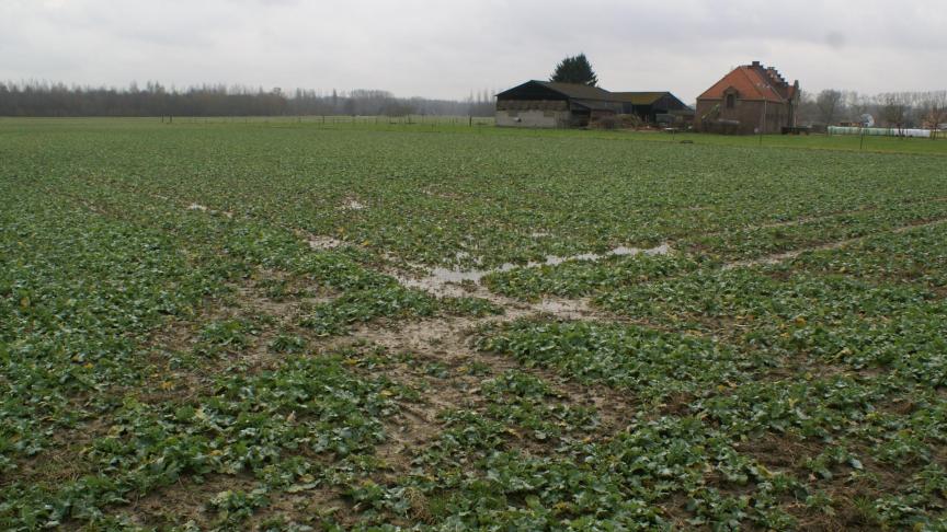 Landbouwgronden in Vlaanderen, ook in pacht, zijn duur.
