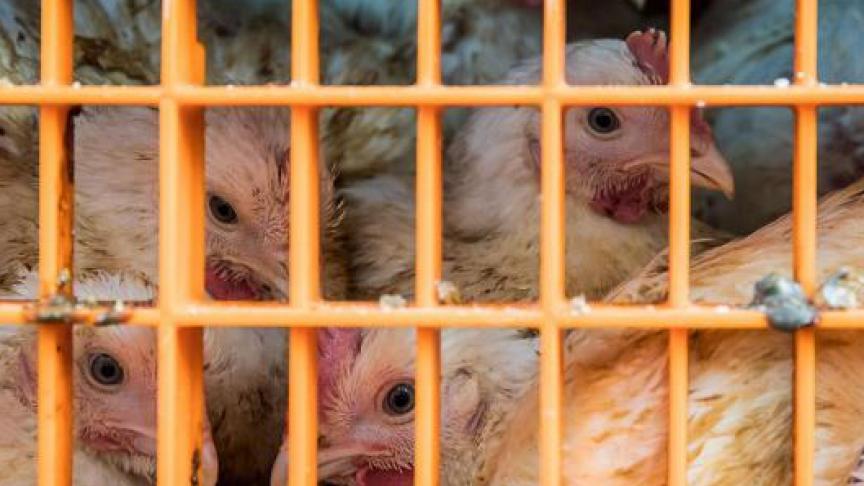 Volgens Animal Rights wordt in het slachthuis in het West-Vlaamse Ingelmunster veel meer geslacht dan wat de vergunning toelaat.