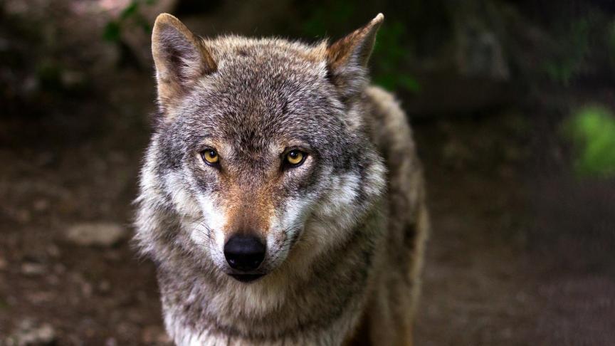 Na het wolvenplan in Vlaanderen komt er tegen eind dit jaar een protocol rond (probleem)wolven.