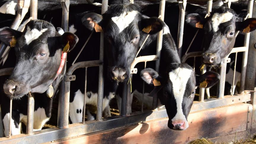 In de melkveehouderij bestaat al jaren een duurzaamheidsmonitor, een initiatief van de brancheorganisatie MilkBE die onder meer door VLAM wordt ondersteund.