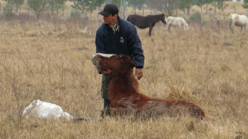 GAIA klaagt al sinds 2010 de situatie aan in Argentinië en overtuigde alle supermarkten - met uitzondering van Carrefour - om op te houden met Argentijns paardenvlees te verkopen.