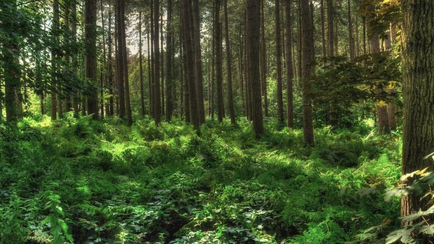 In het regeerakkoord is heel uitdrukkelijk bepaald dat er voor de uitbreiding van bos in de eerste plaats wordt ingezet op bebossing van niet-beboste, maar wel als bos bestemde gebieden en ook natuurgebieden.