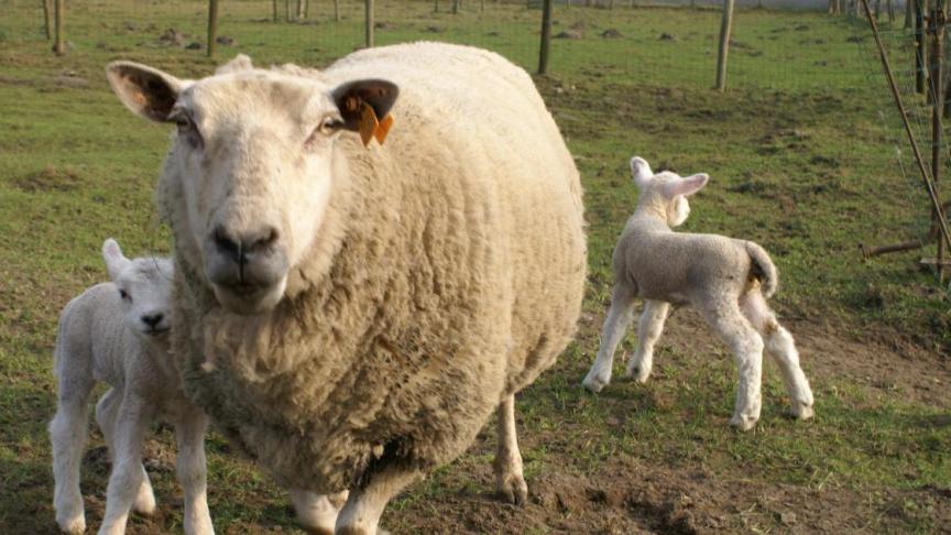 Het decreet zorgt volgens het Hof voor een juist evenwicht tussen dierenwelzijn en de vrijheid van religie voor joden en moslims.