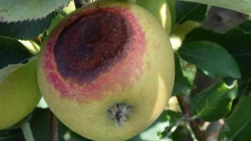 Door de zonnebrand was er onder meer veel schade in de fruitteelt.