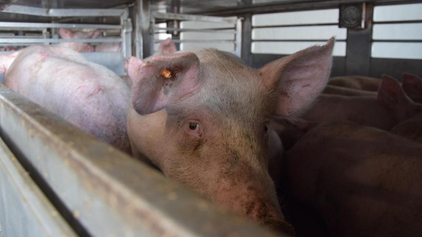 De goedkeuring van de AVP-vrije status bij de OIE is in deze moeilijke tijden een opsteker voor onze varkenshouderij. De handel naar derde landen kan in de nabije toekomst hervatten.