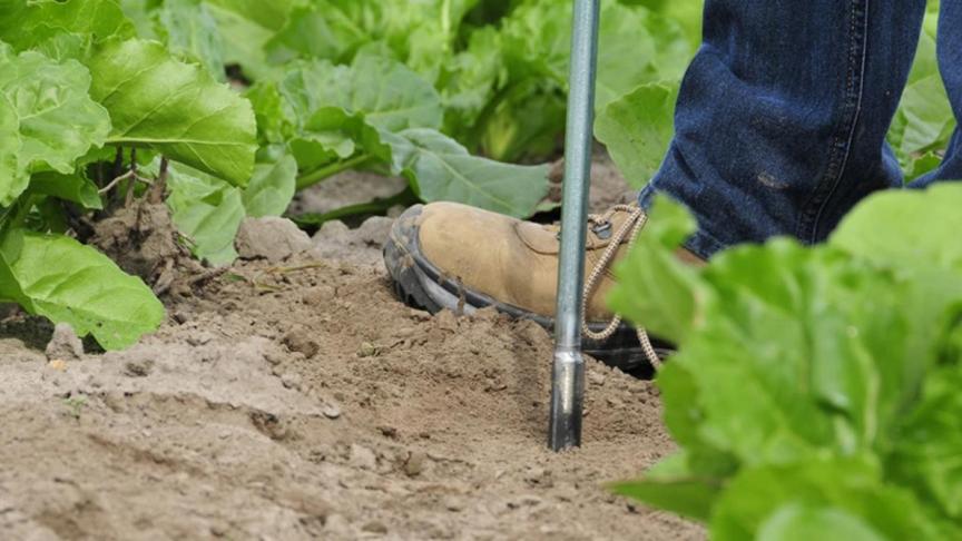 Door de droogte blijven meer nutriënten achter.