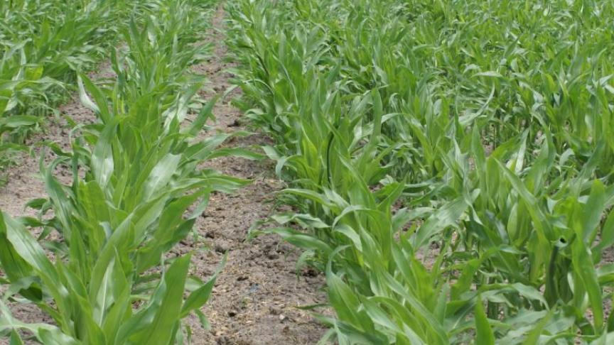 Op de ILVO-rassenlijst 2021 staan enkele nieuwe maïs- en suikerbietenrassen.