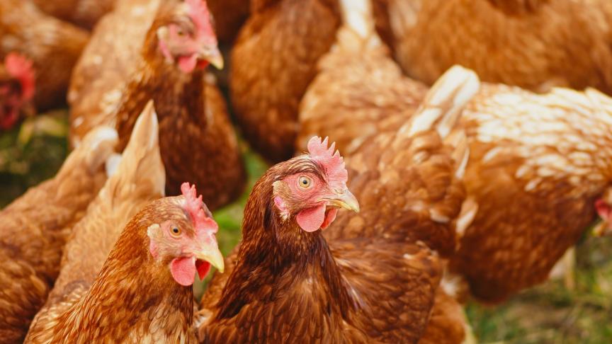 Kippen mogen niet meer vrij rond scharrelen en moeten worden opgehokt.