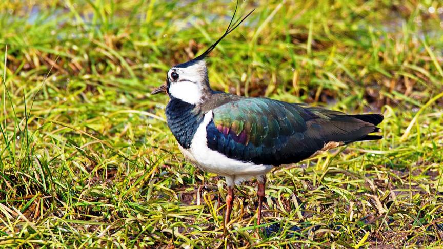 De keivit is een van de weidevogels die van het beschermingsprogramma zal genieten.