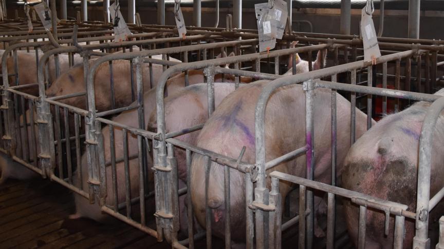 De varkenshouderij in Rusland is zelfvoorzienend. Nu wordt meer op de export gericht.