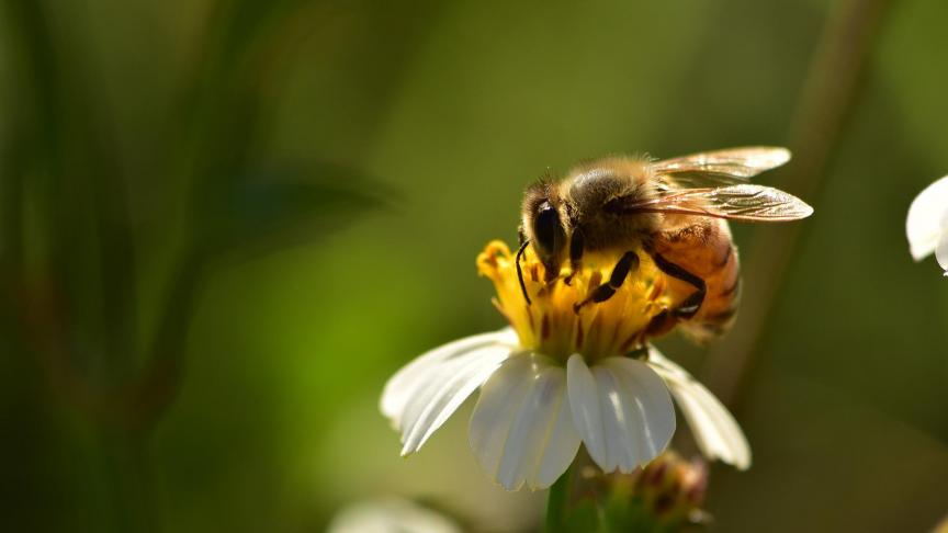Natuurpunt stelt vast dat sommige bijen de afgelopen jaren een opvallende opmars of comeback maakten.
