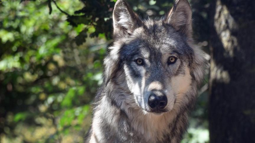 De veehouders zijn bang dat er binnen 10 jaar geen schapen en koeien meer in de wei kunnen lopen, omdat er dan zoveel wolven zijn dat de dieren niet meer veilig zijn.