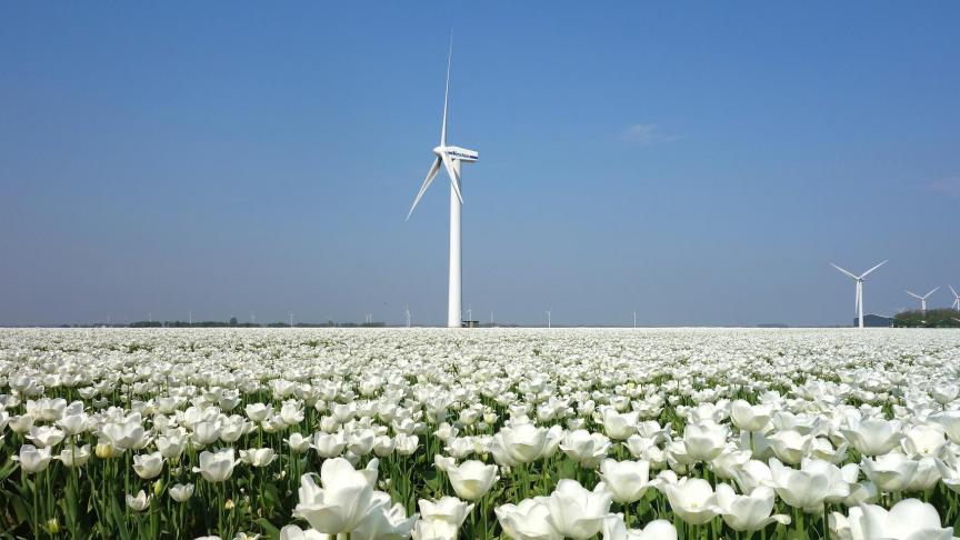 Zaterdag 16 januari is Nationale Tulpendag.