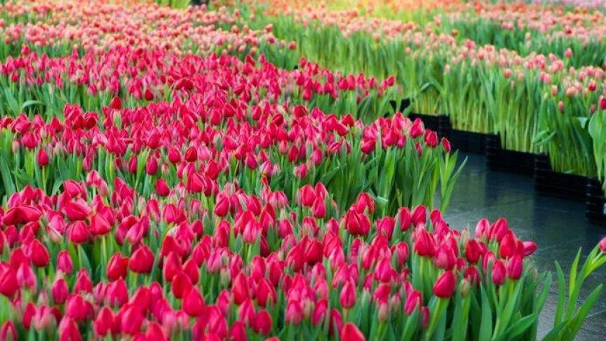 Deze week staan tulpen volop in de schijnwerpers.