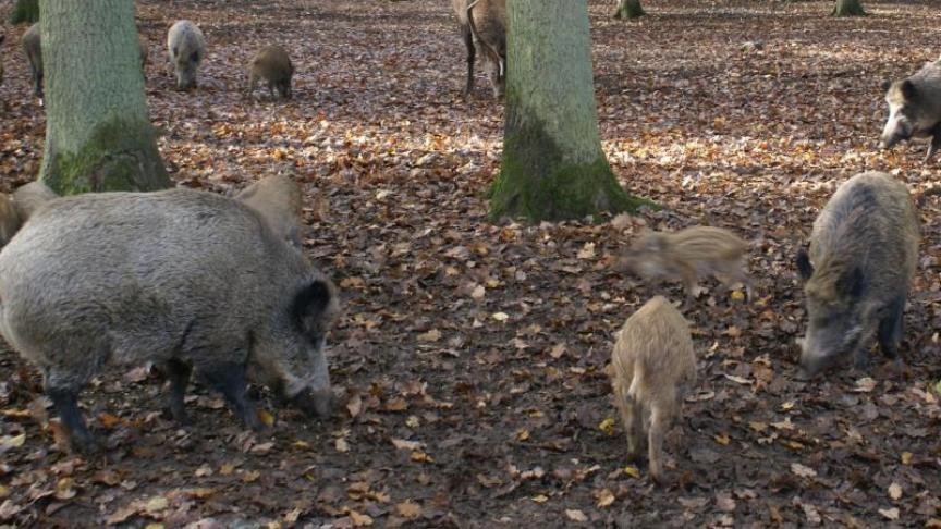 In september 2018 werd Afrikaanse varkenspest (AVP) ontdekt bij everzwijnen in de bossen in het zuiden van de provincie Luxemburg.