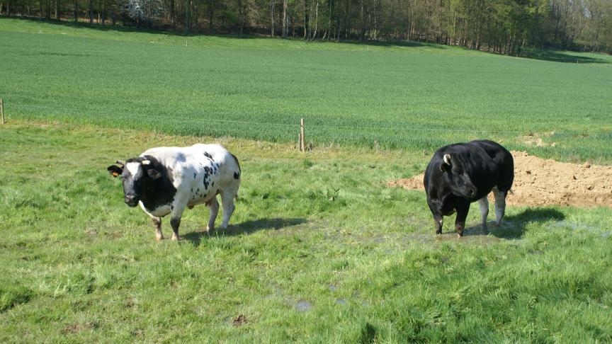 Over de Programmatorische Aanpak Stikstof komt er overleg met de landbouwsector.