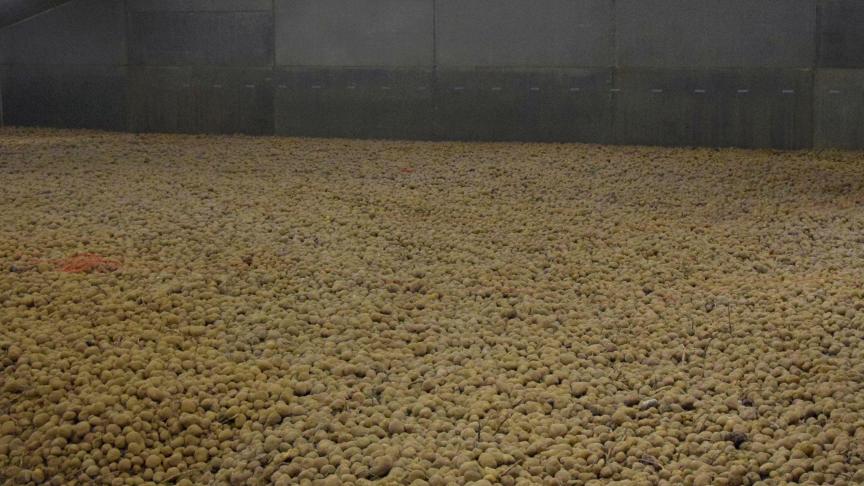 Onder meer de aardappelsector is zwaar getroffen door de coronacrisis.
