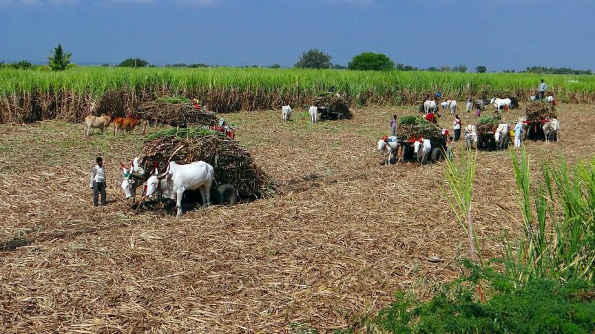 In India protesteren boeren tegen de derugalisering van de landbouw.
