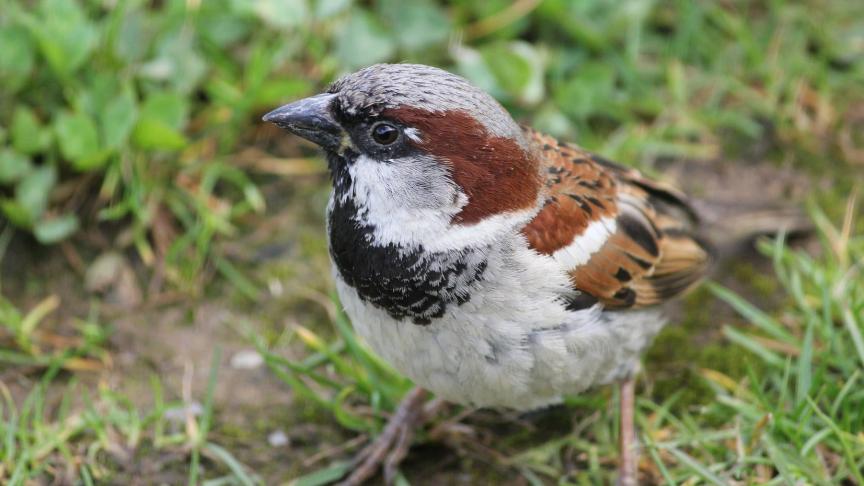 De huismus staat op nummer 1.